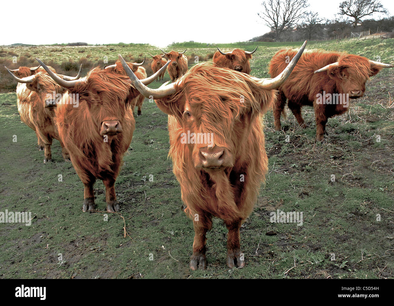 Highland cattle - their fearsome horns belie their gentle nature - Stock Photo