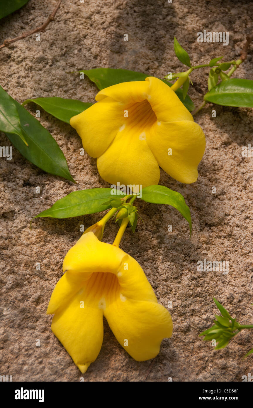 Yellow spring flower five petals hires stock photography and images