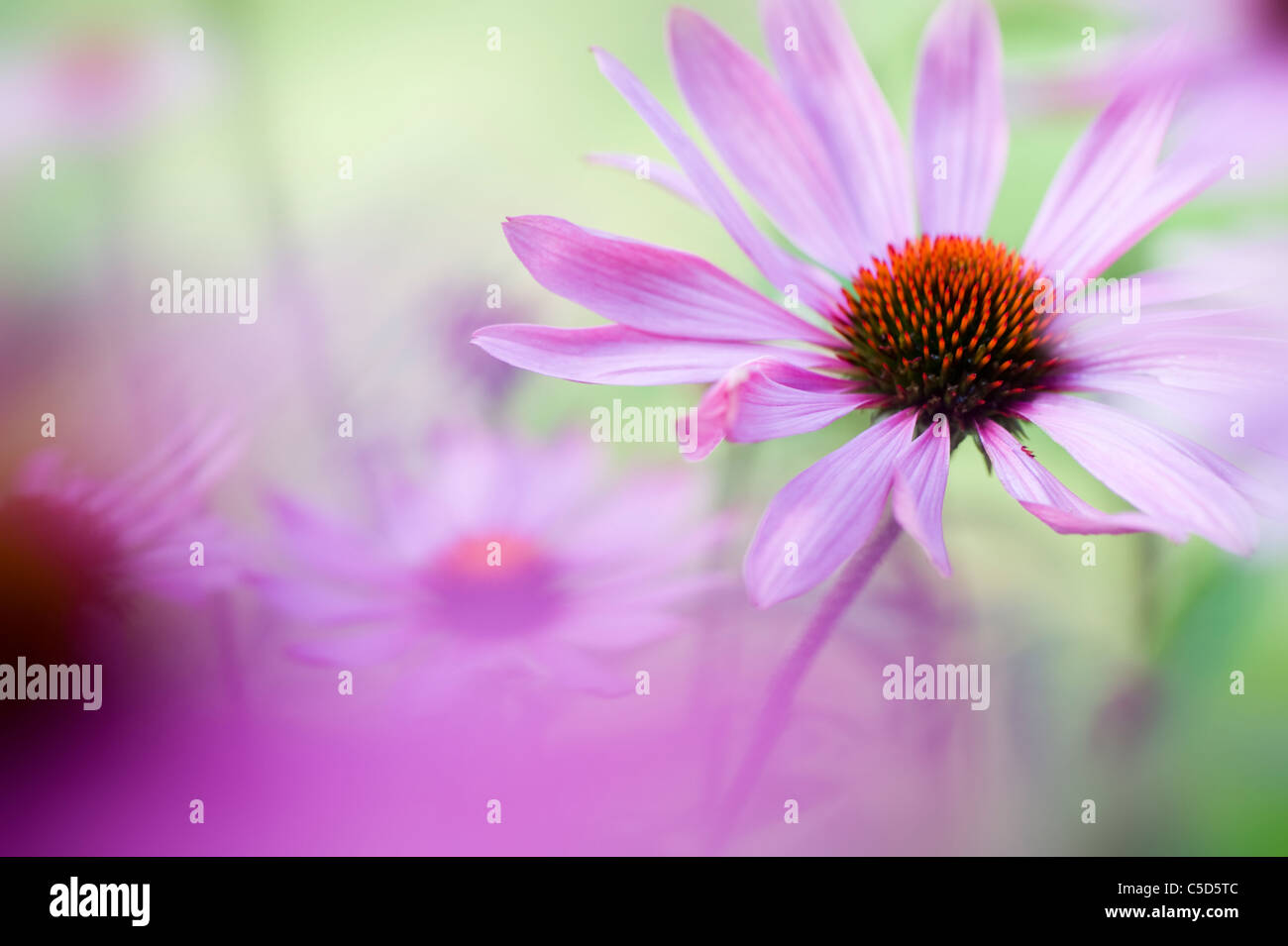 Close-up image of Echinacea purpurea (Eastern purple coneflowers or Purple coneflower) pink summer flowers, taken against a soft background Stock Photo