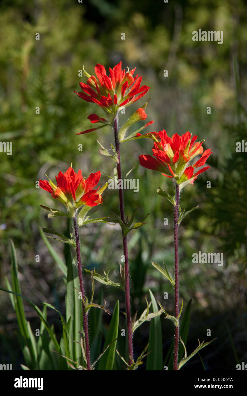 Indian Paintbrush Castilleja coccinea Northern Michigan USA Stock Photo