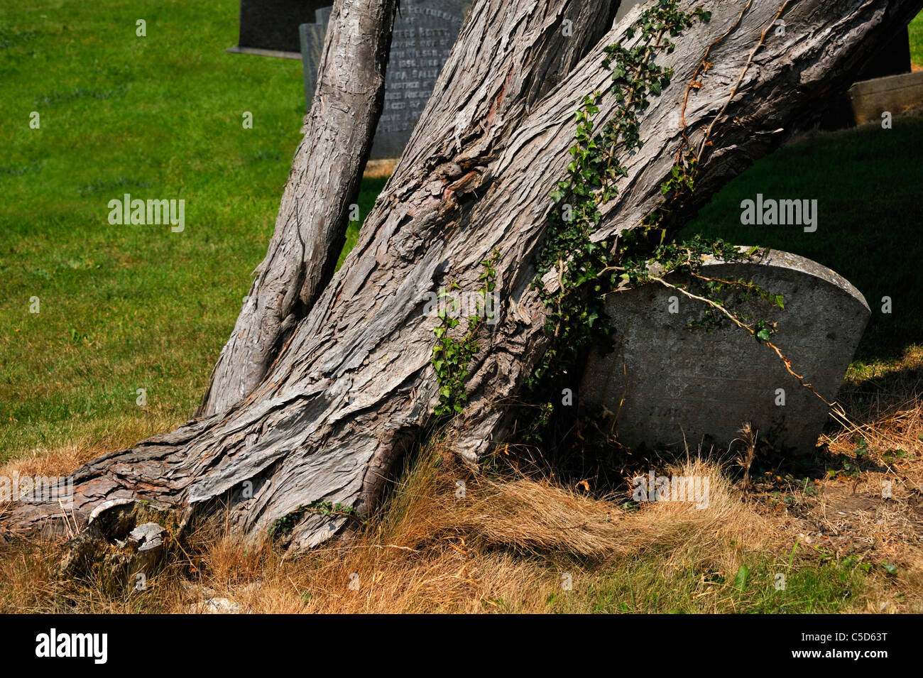 Yew tree and gravestones. Church of Saint Oswald. Warton, Lancashire, England, United Kingdom, Europe. Stock Photo