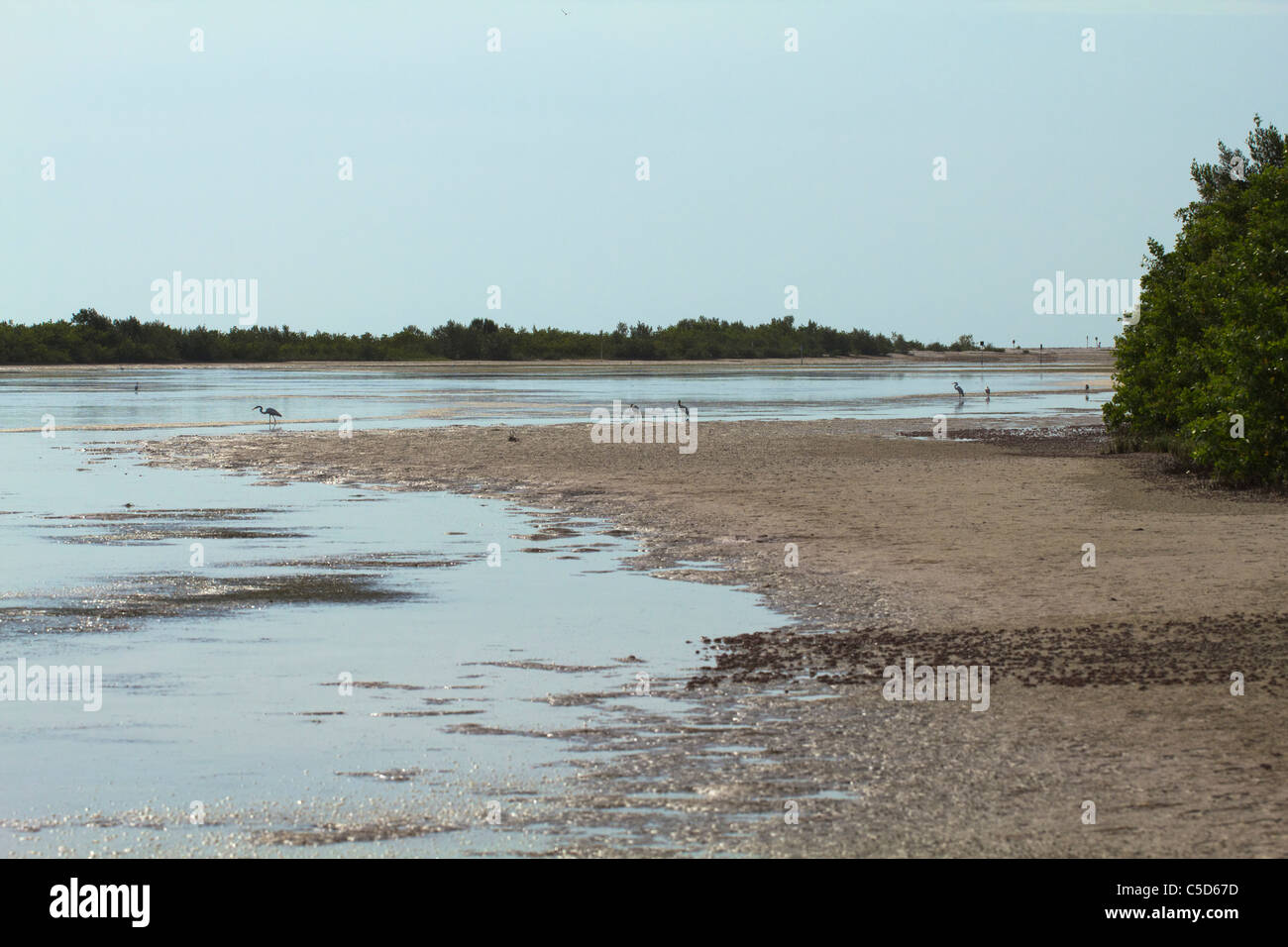 Wading birds search the Lagoon area at Tigertail beach during low tide Stock Photo