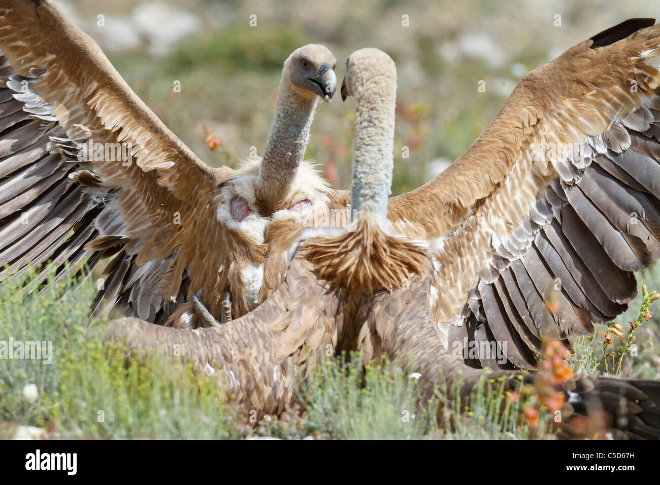 Griffon vulture (gyps fulvus),fight. Aragon, Spain. Stock Photo