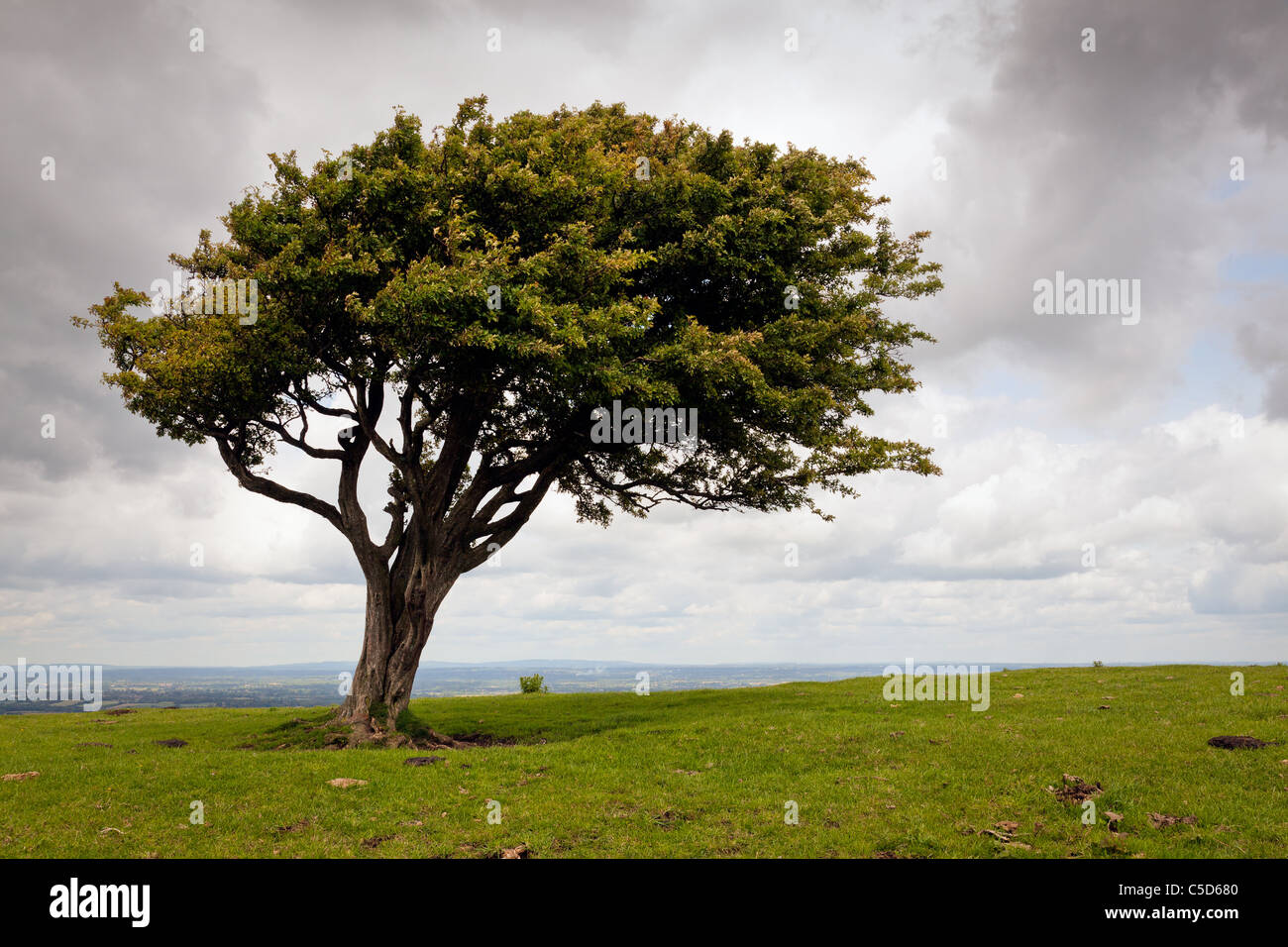 Horizontal wind blown tree on hi-res stock photography and images - Alamy