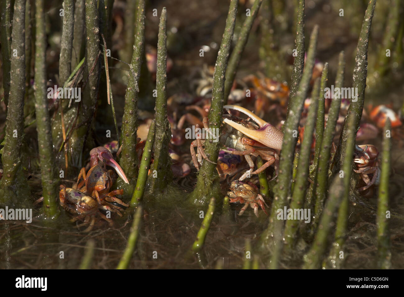 Fiddler crabs in the water of the lagoon at Tigertail Beach Stock Photo