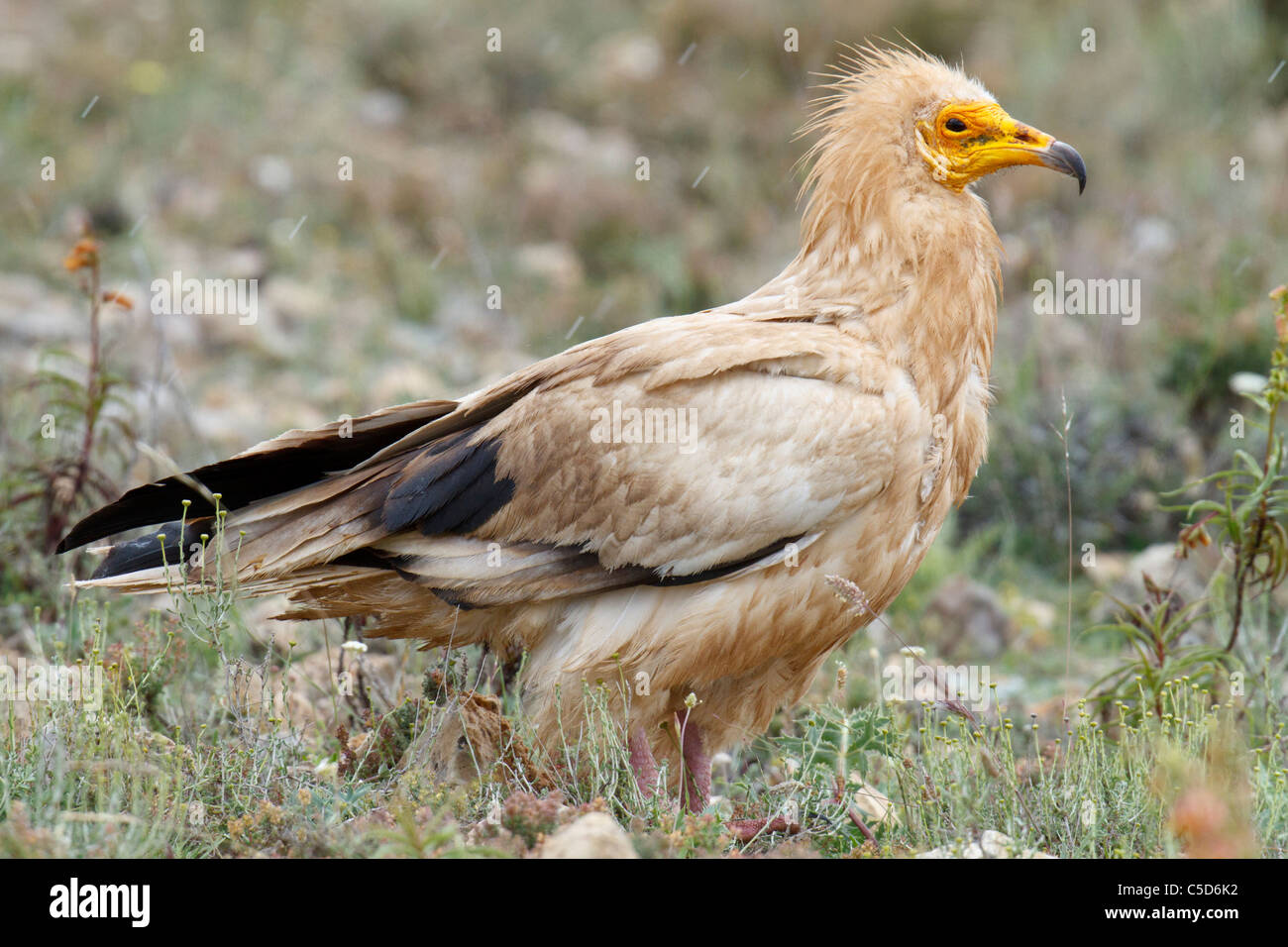Egyptian vulture (neophron percnopterus) in the rain. Aragon, Spain Stock Photo