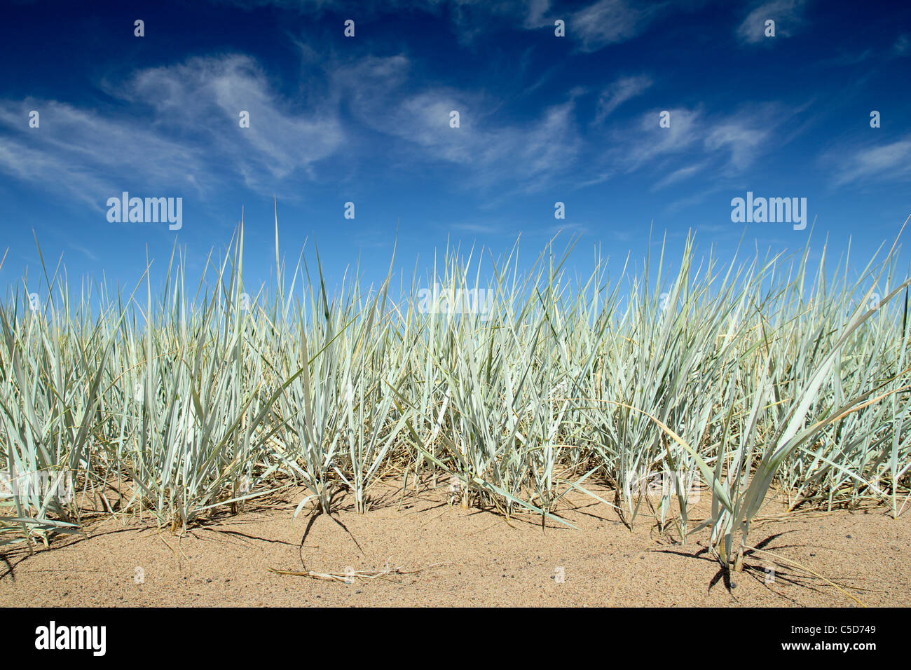 Leymus arenarius growing on the Baltic Sea cost Stock Photo