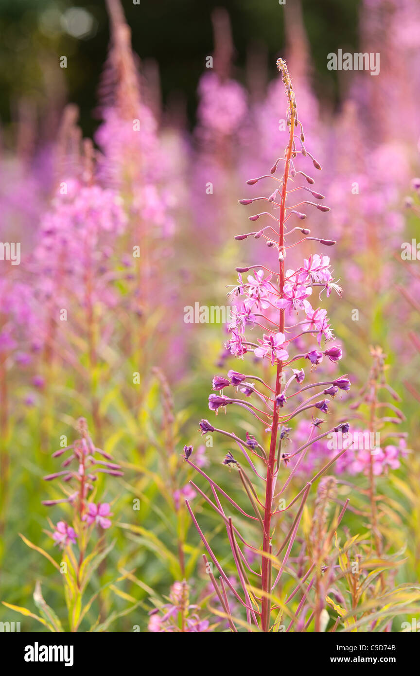 Rosebay Willowherb Epilobium angustifolium Fireweed Bombweed perennial herbaceous plant Onagraceae. Stock Photo