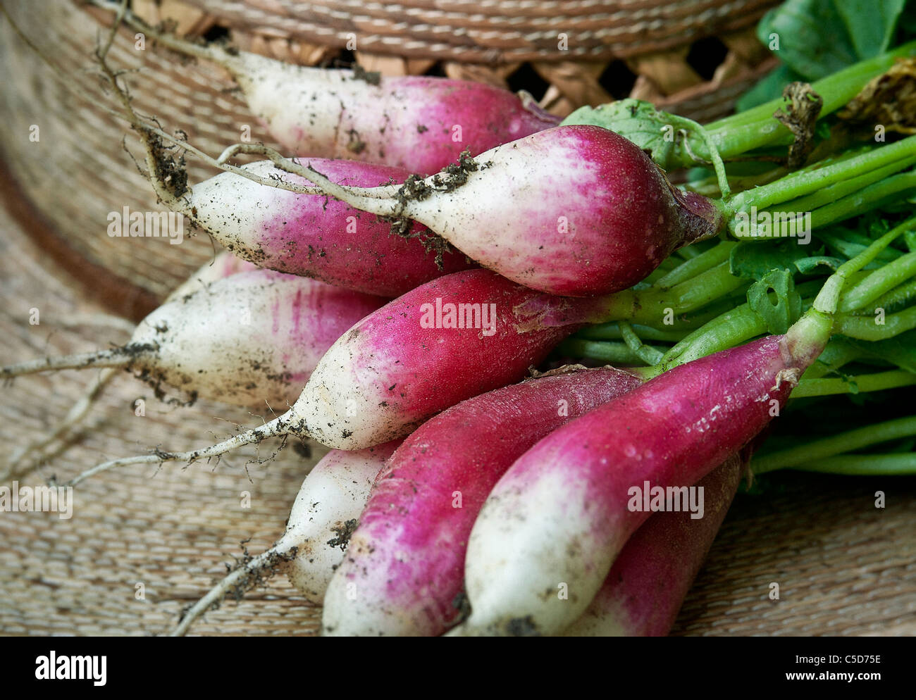 Fresh radish harvest Stock Photo Alamy