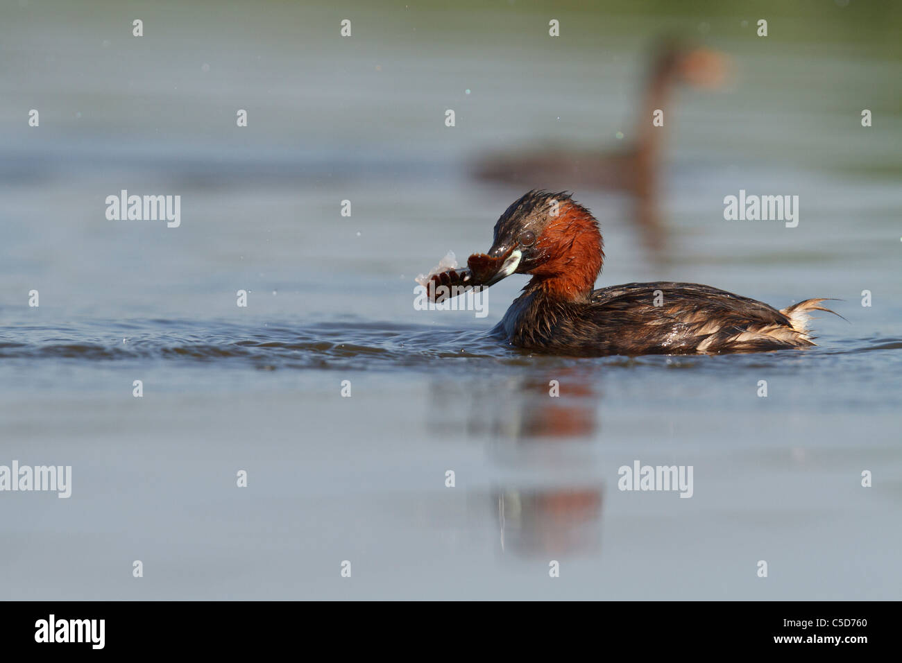 Little grebe (tachybaptus ruficollis) adult and chick. Spain. Stock Photo