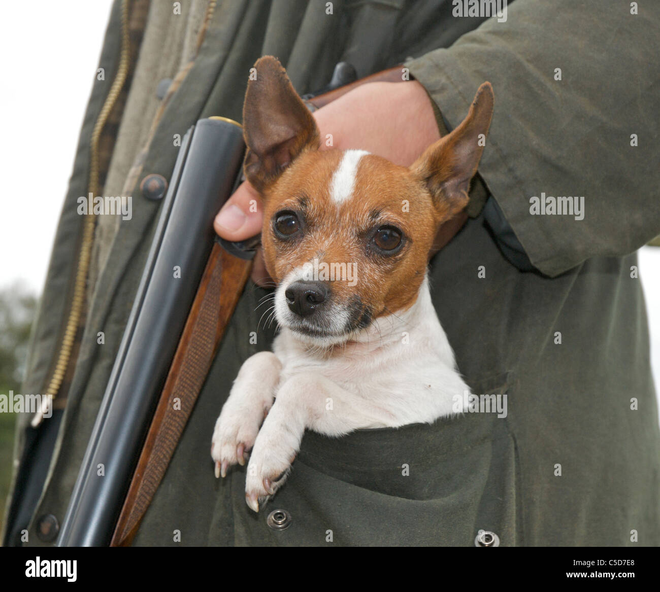 The small Jack Russell dog is often described as 'pocket sized' Stock Photo