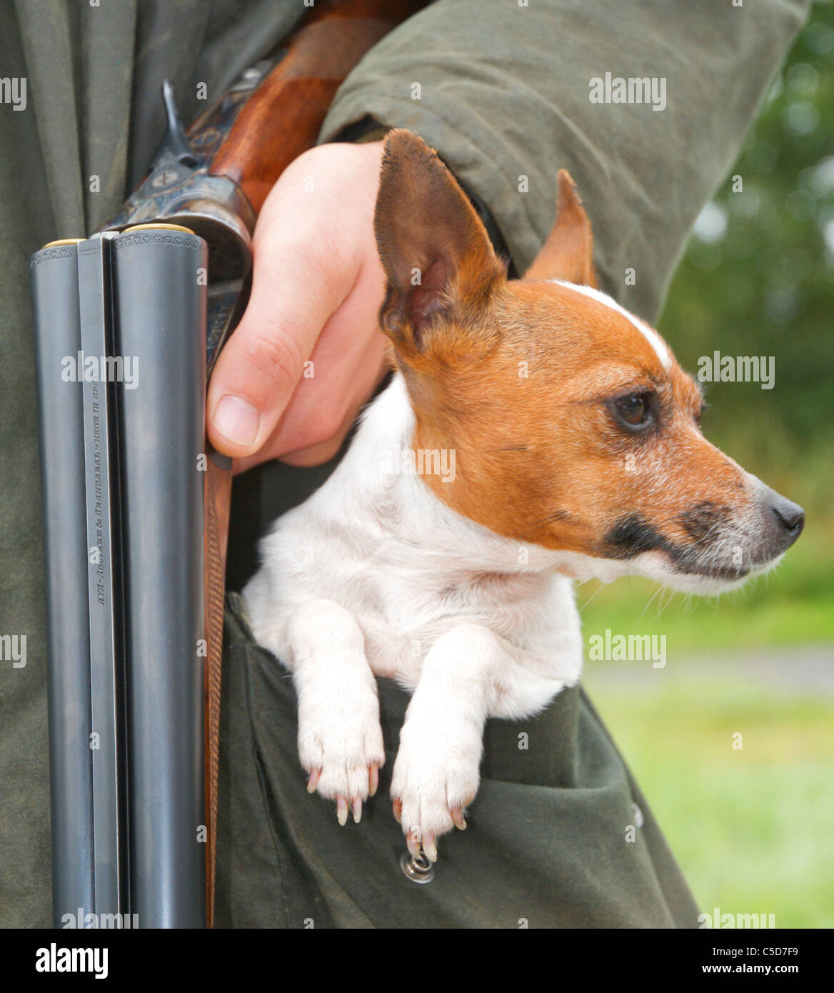 The small Jack Russell dog is often described as 'pocket sized' Stock Photo