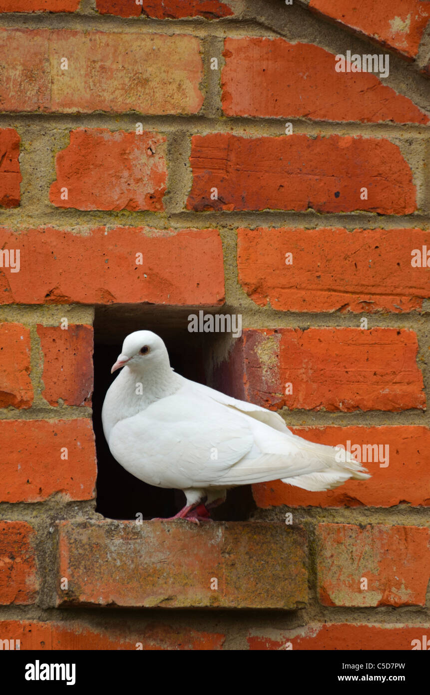 Whjite Dove by Nest Stock Photo