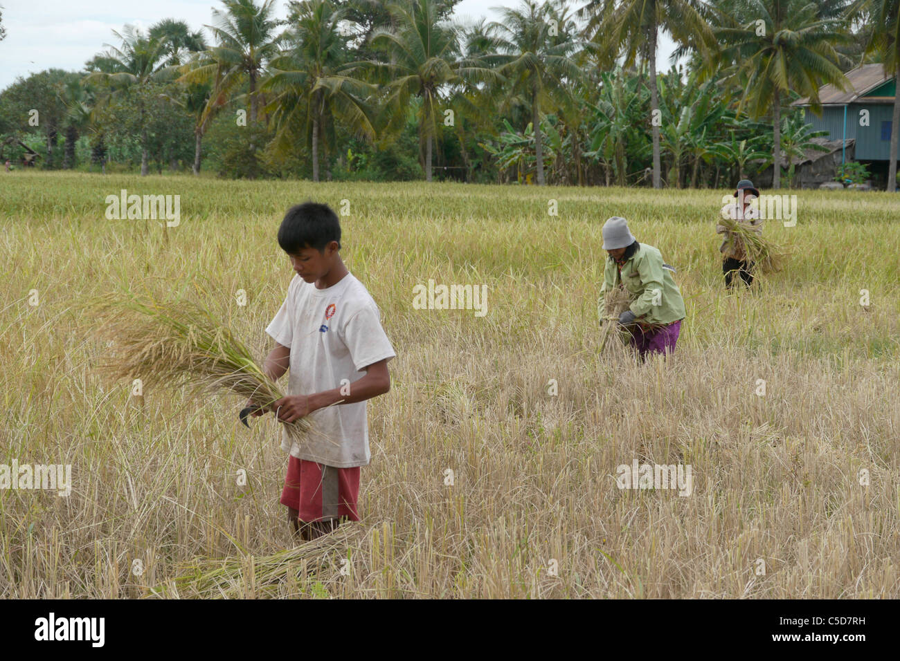 Poor Rice Field CAMBODIA Farmer in rice field with poor harvest due to drought Stock ...