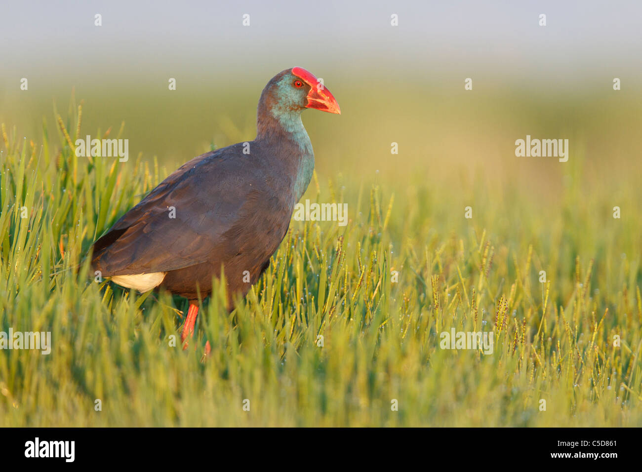 Purple swamp-hen (porphyrio porphyrio). Spain. Stock Photo