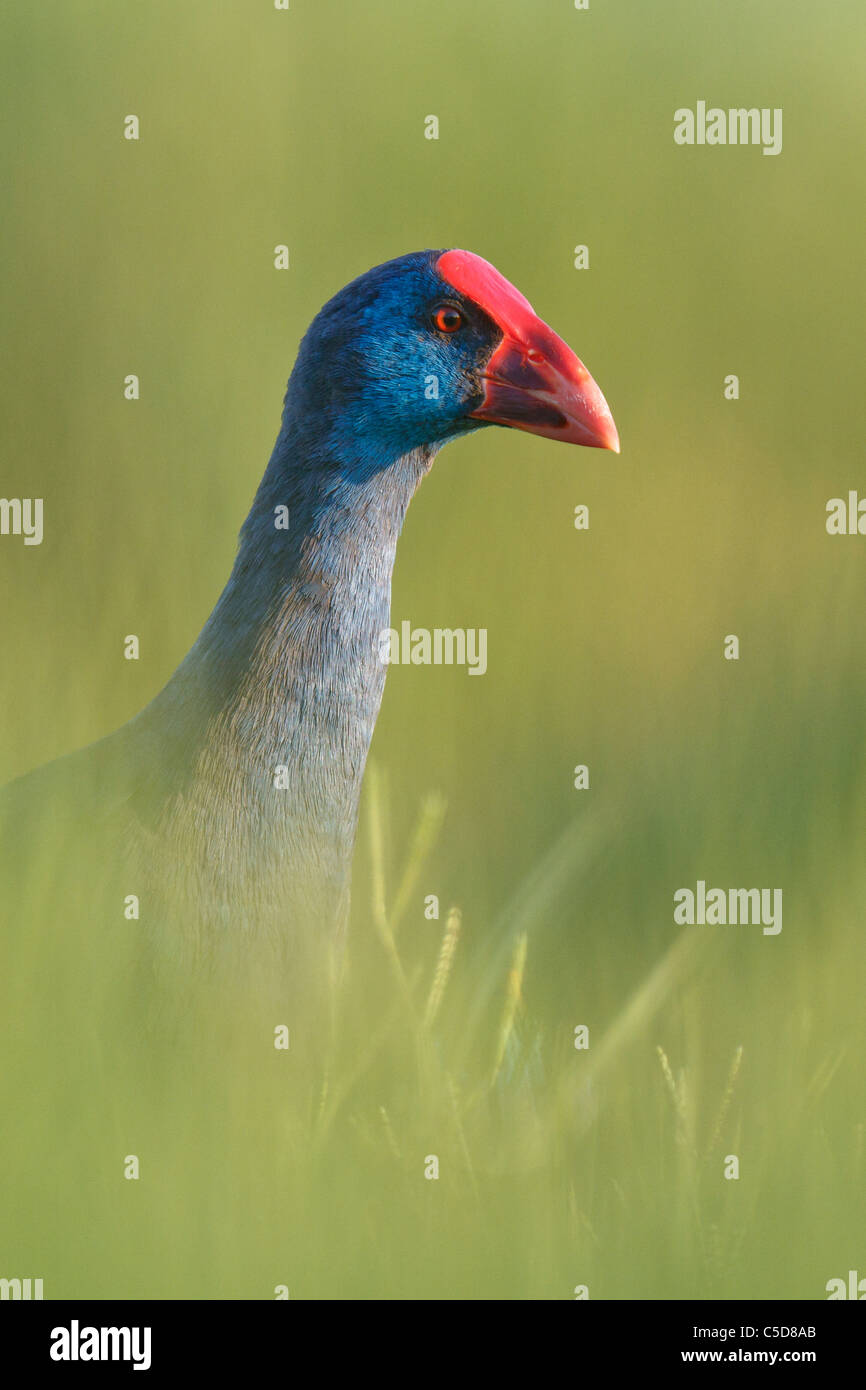 Purple swamp-hen (porphyrio porphyrio). Spain. Stock Photo