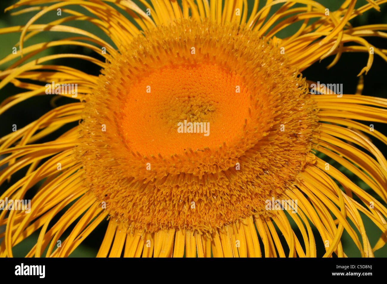 Close-up Of A Giant Fleabane Inula magnifica Flowerhead Stock Photo