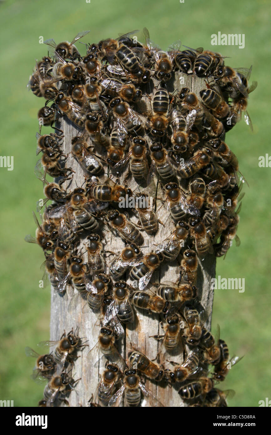 Swarm Of Honey Bees Apis mellifera, Lincolnshire, UK Stock Photo