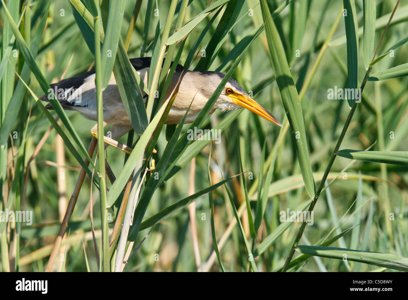 Little bittern (ixobrychus minutus) adult male. Spain. Stock Photo