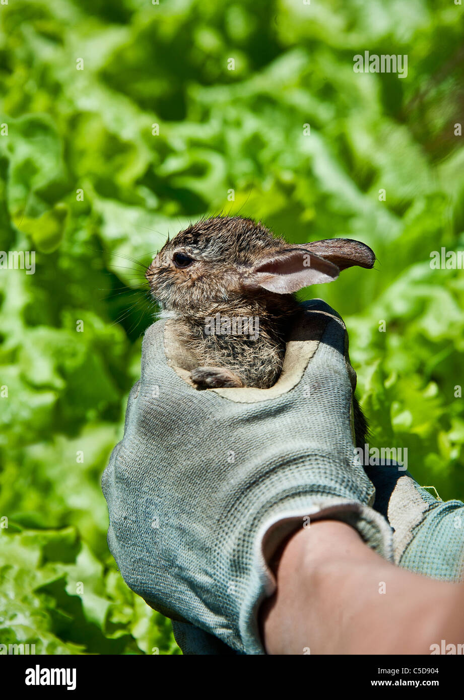 Rabbit in the lettuce patch. Stock Photo