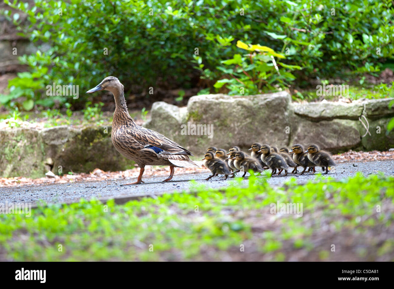 Female mallard walking down path with 13 newly hatched ducklings Stock Photo