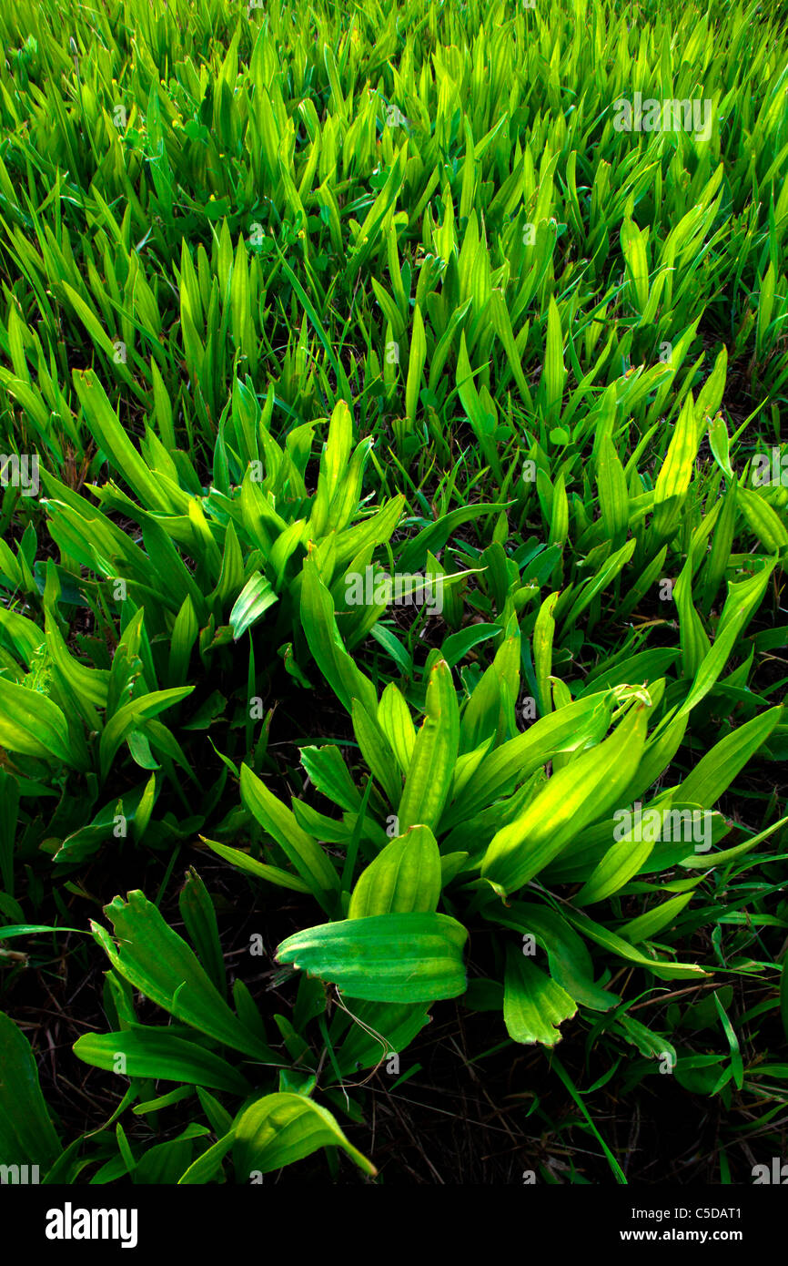 Close up beautiful spring lawn hi-res stock photography and images - Alamy