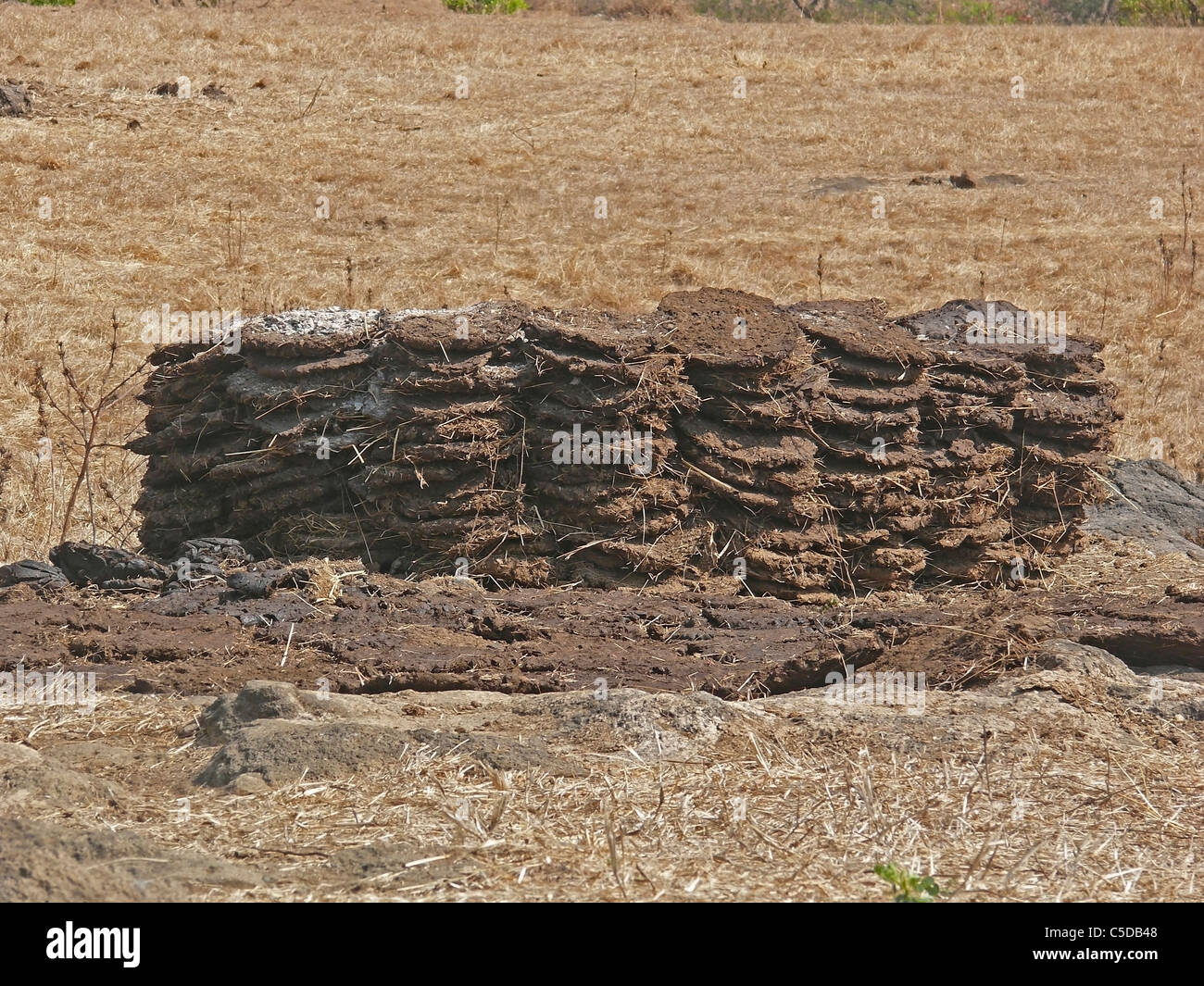 Dried cow dung cakes stacked in heap used as fuel in rural India Stock Photo