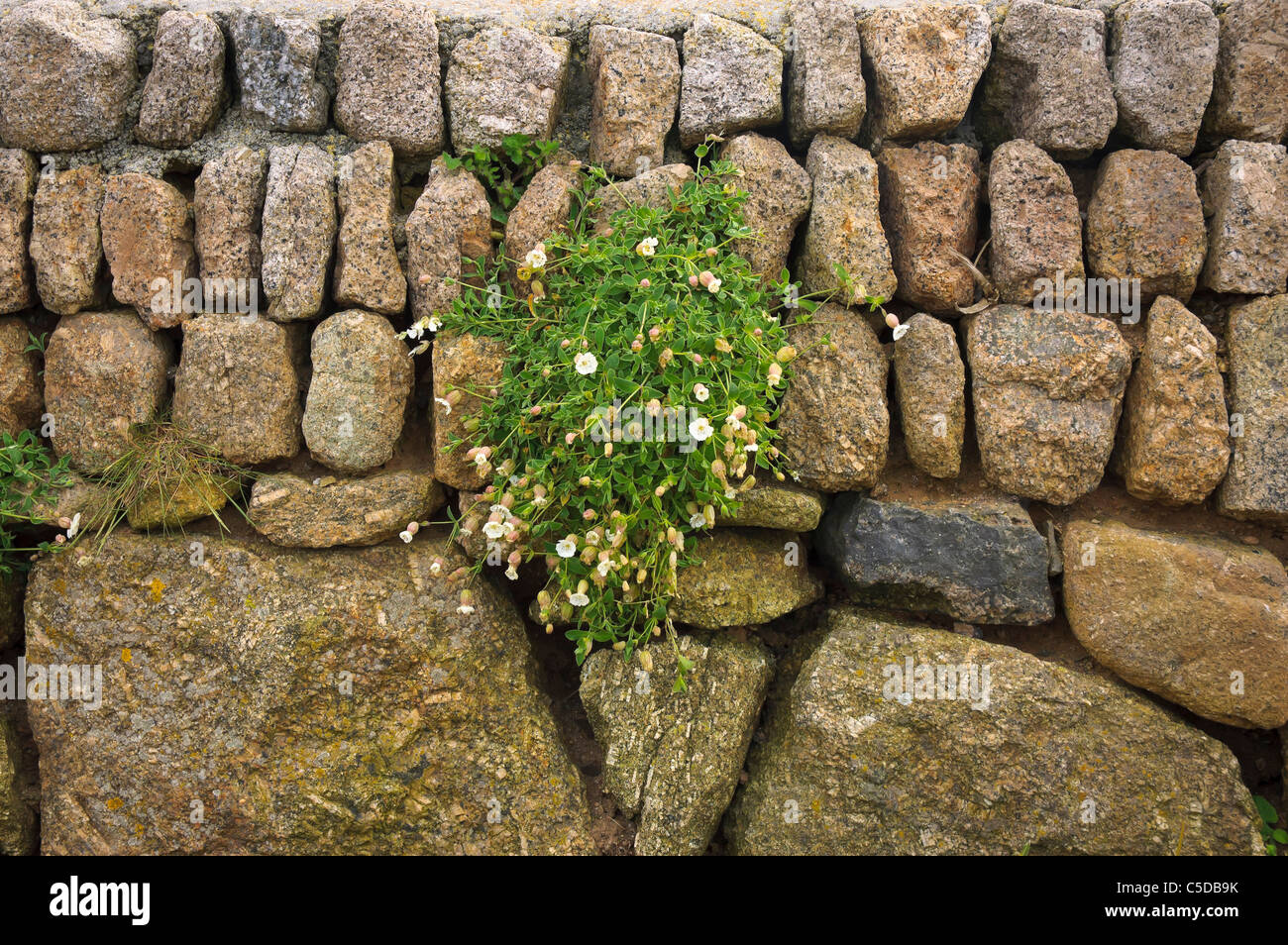 Traditional, granite, Cornish stone wall with plant Stock Photo Alamy