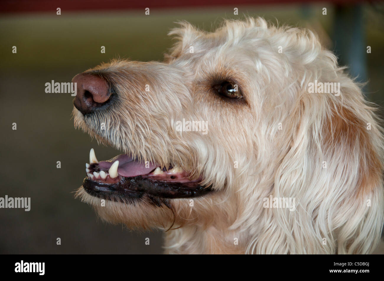 Portrait of a Labradoodle dog. Stock Photo