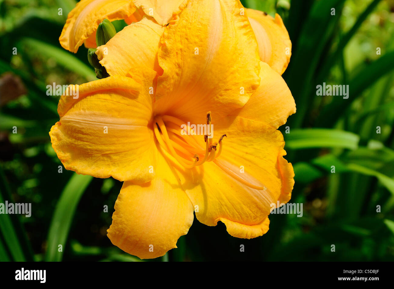 Yellow Daylily or Day Lily Stock Photo