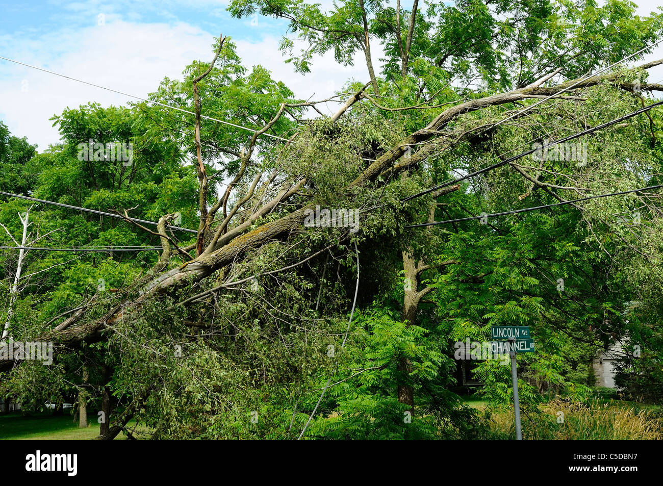 Tree blown down by intense storm laying across high voltage overhead
