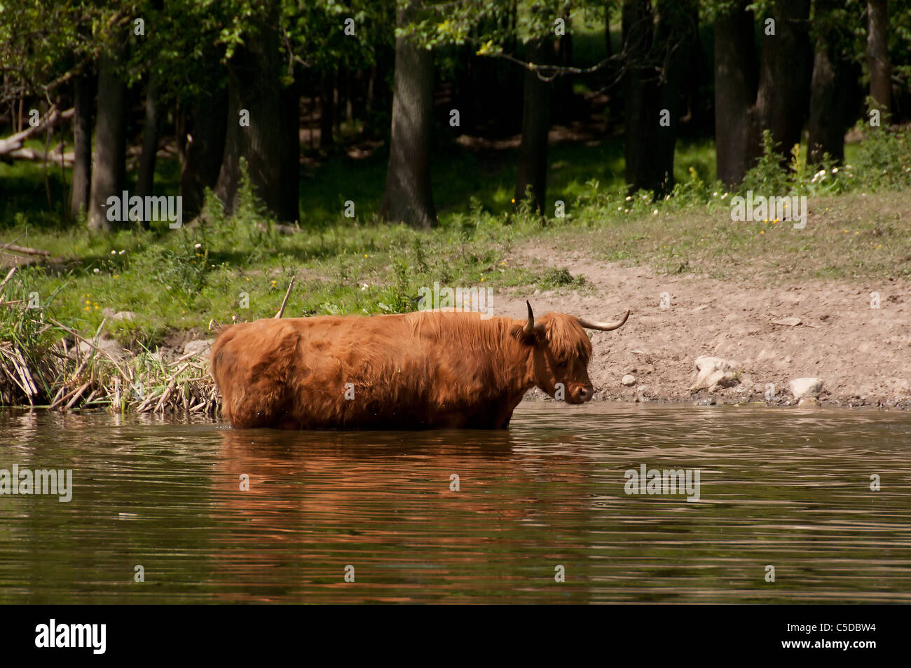 Highland cattle in water Stock Photo - Alamy