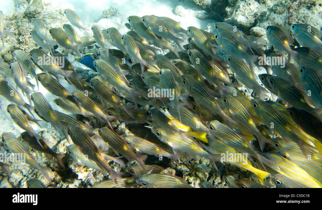 A shoal of bluestripe snappers. Coco Palm Dhuni Kolhu. Baa Atol, Maldives. Stock Photo
