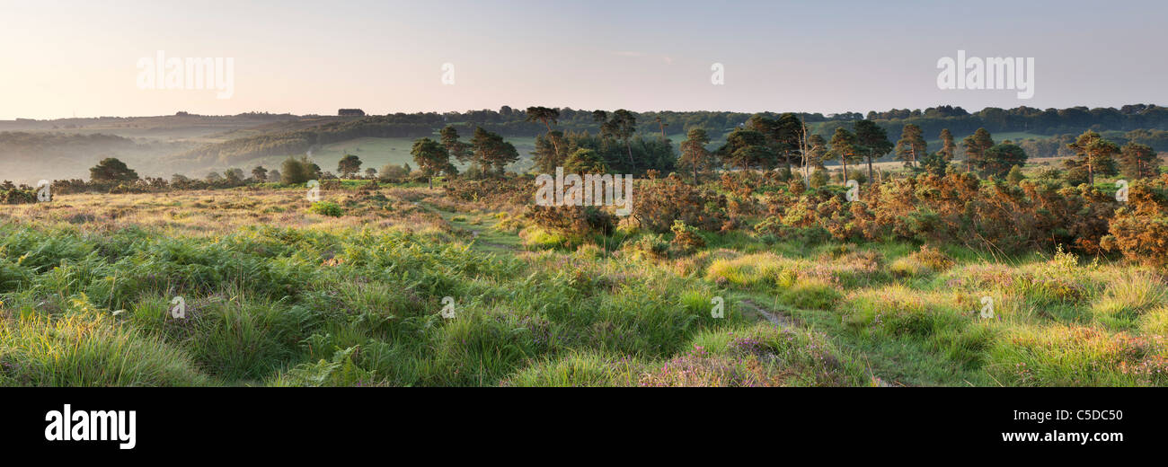 A beautiful sunrise at Ashdown Forest in the High Weald, East Sussex, England, UK Stock Photo