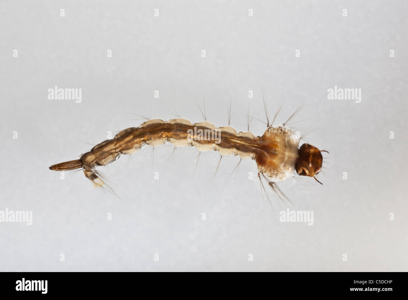 Mosquito Larva Stock Photo
