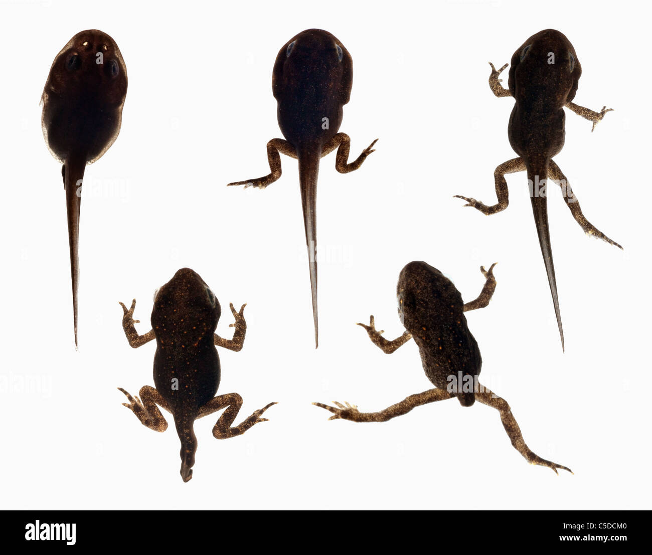 Sequential Development of a Frog (from Tadpole to Adult Frog) Stock Photo