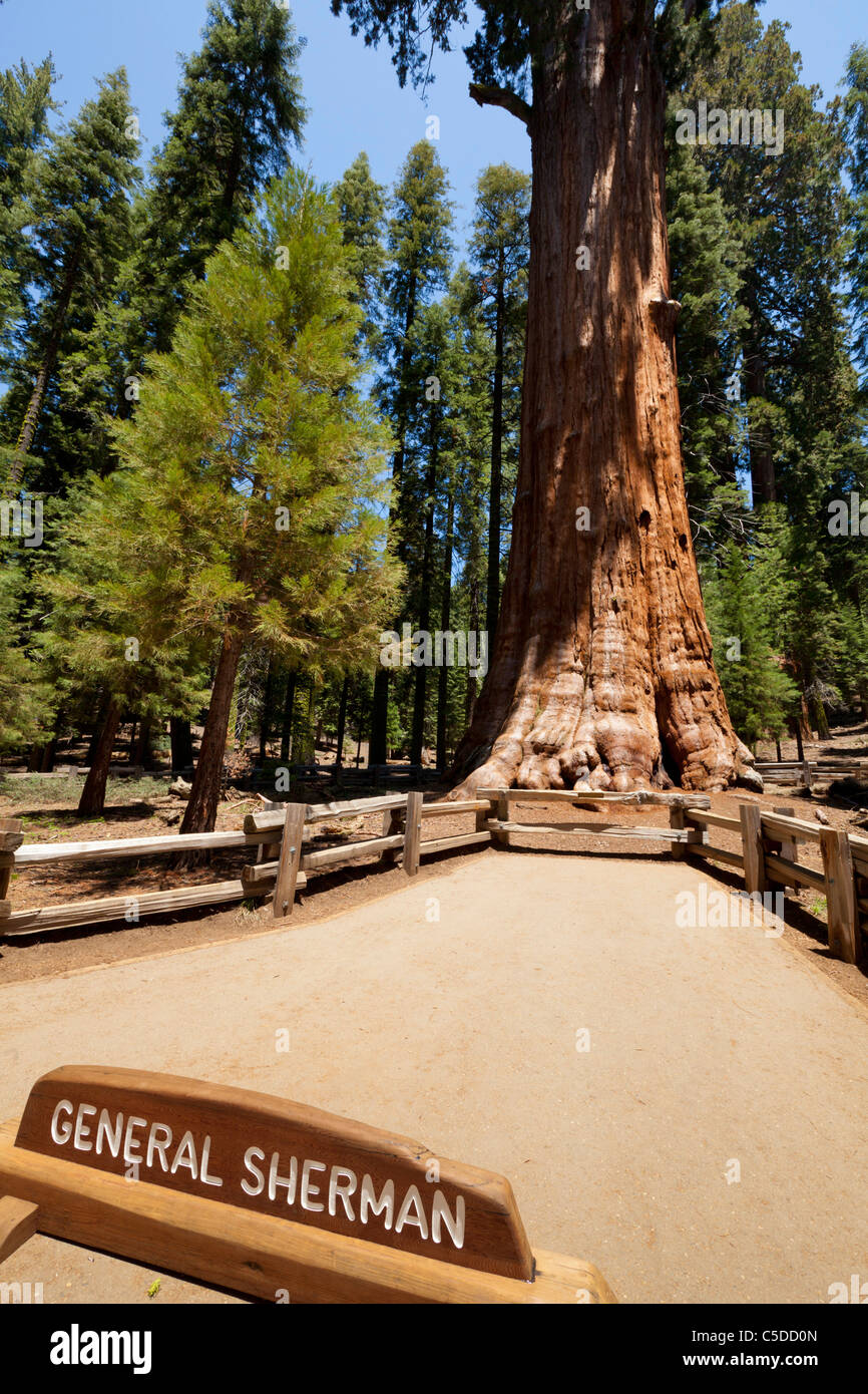 General Sherman tree Sequoia national park California United States of America USA Stock Photo