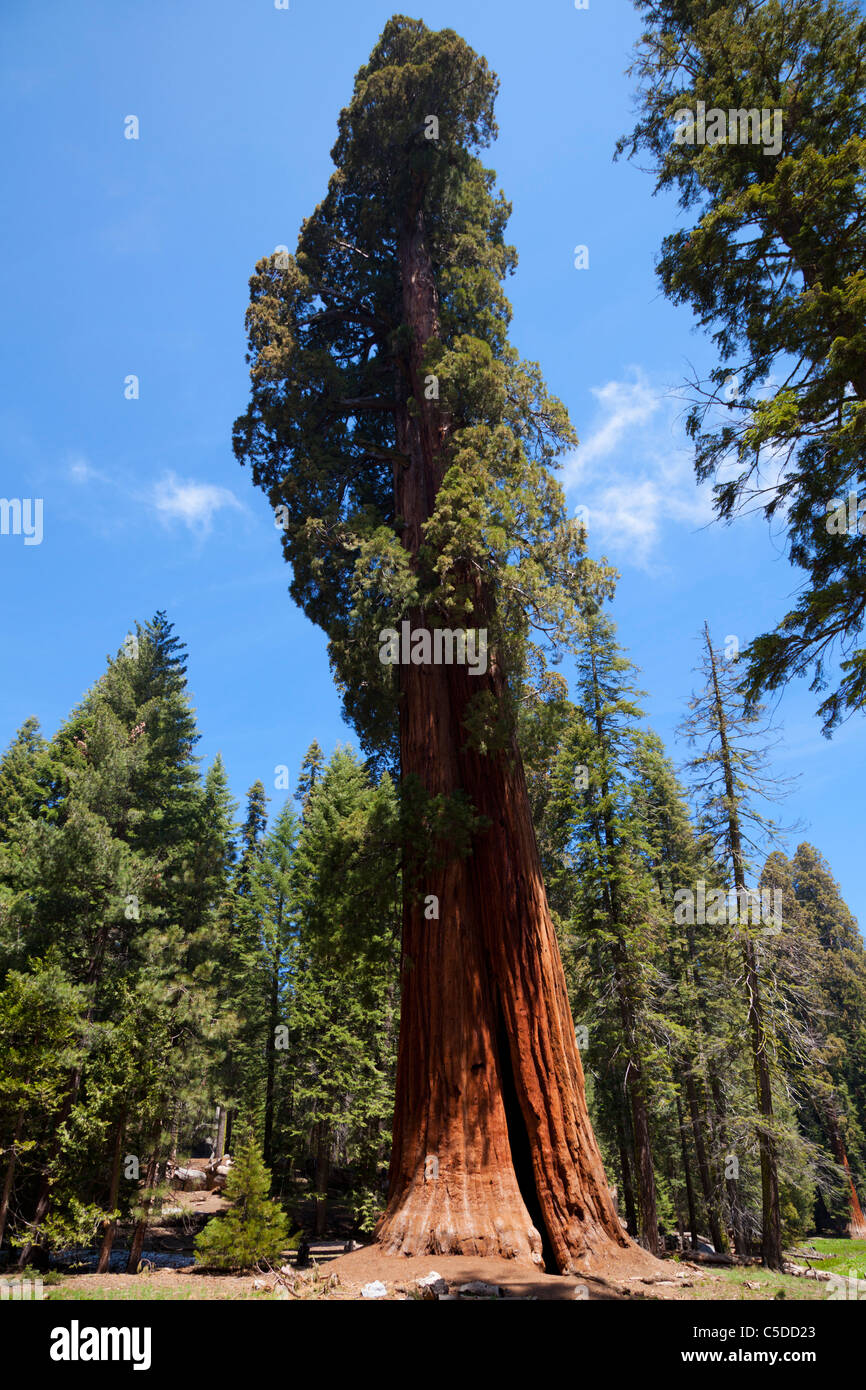 sequoia national park big trees trail sequoiadendron giganteum trees california usa Stock Photo