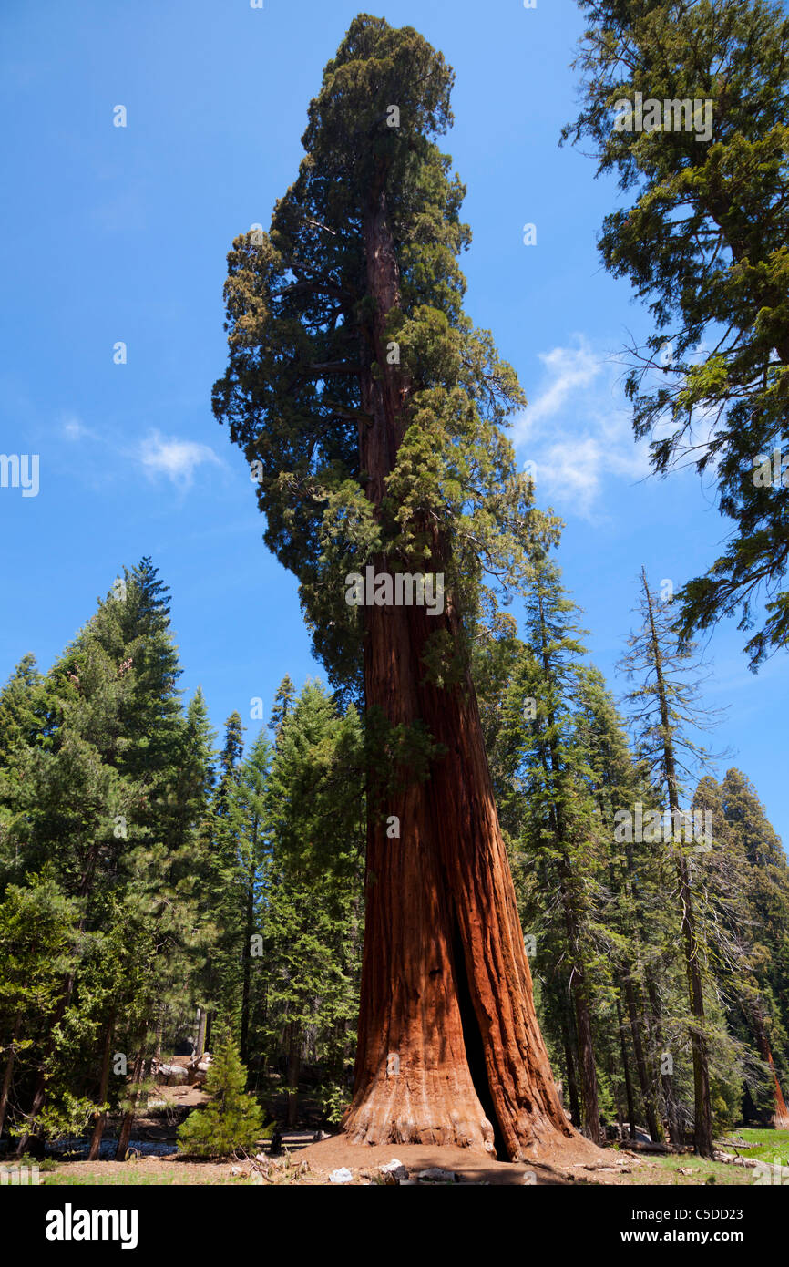 Big trees trail hi-res stock photography and images - Alamy