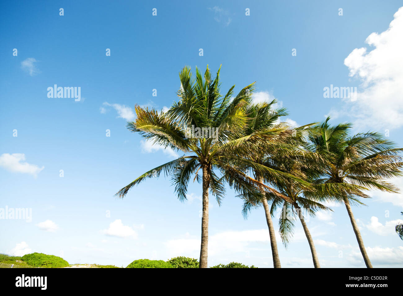 Palms trees on the beach during bright day Stock Photo - Alamy