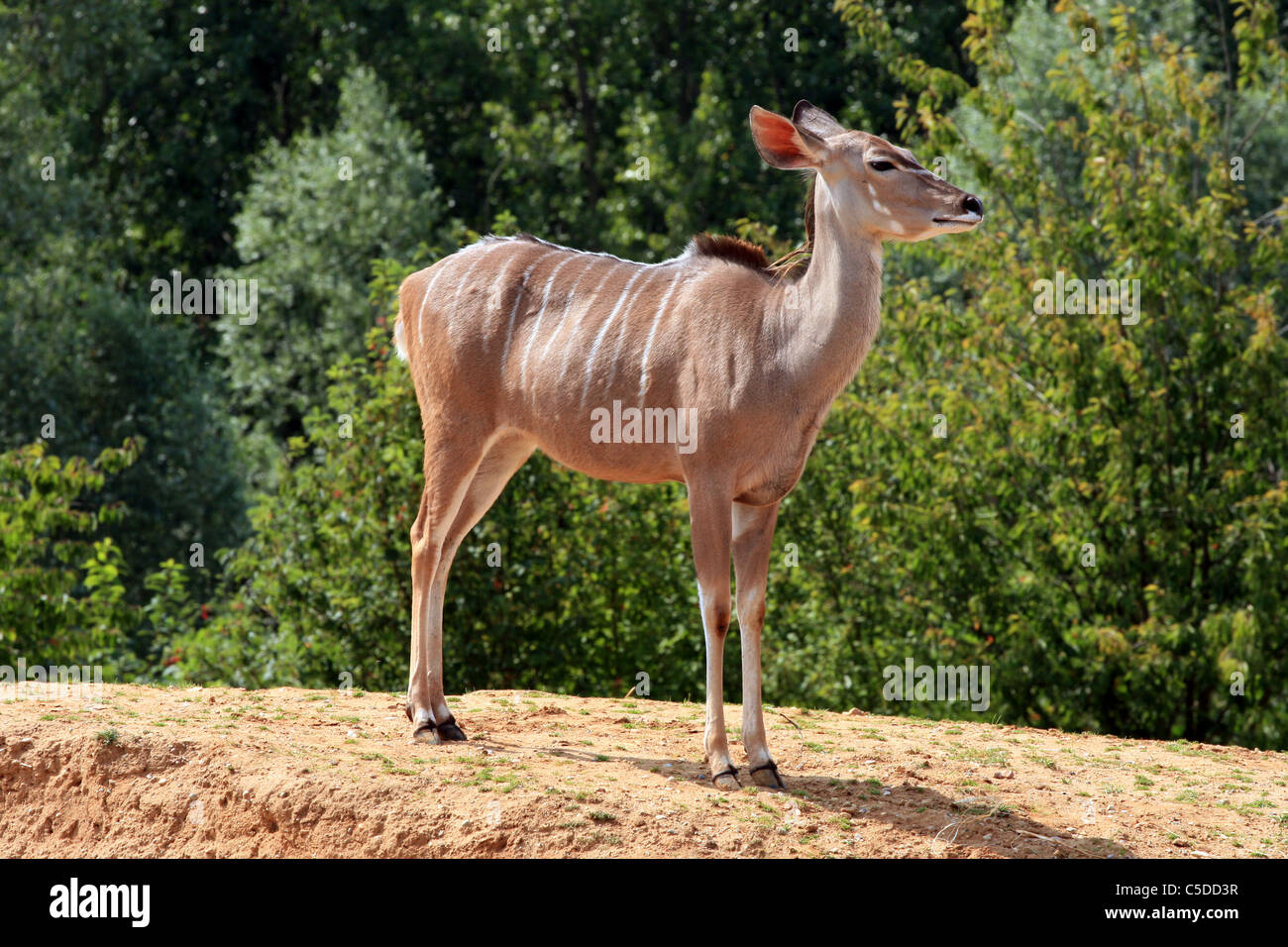 Kudo High Resolution Stock Photography and Images - Alamy