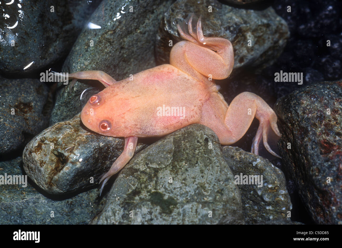 Albino african clawed frog, Xenopus laevis, (Captive from Africa) Stock Photo