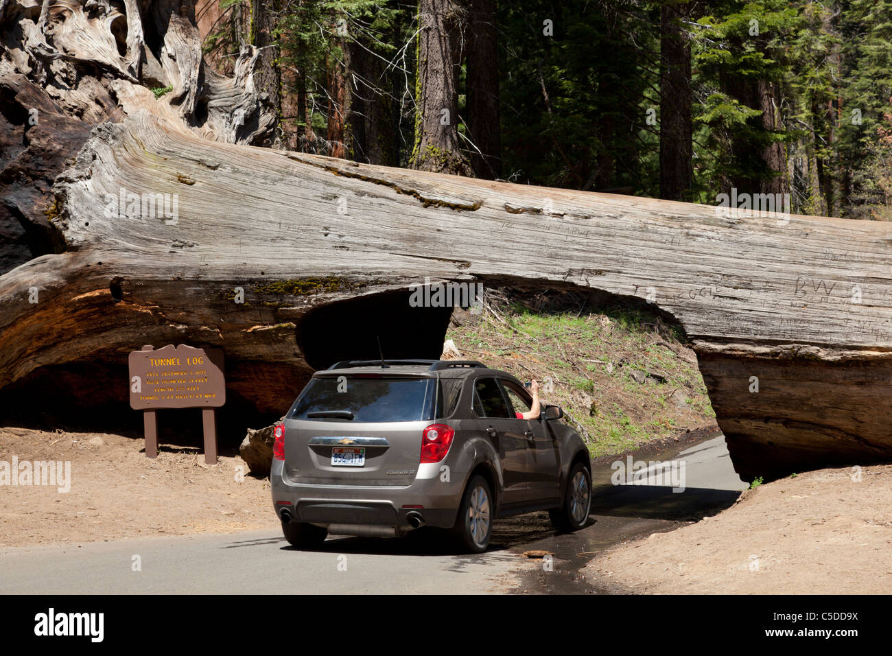 Car driving through a fallen giant Sequoia tree Tunnel log Sequoia National Park and forest California United states of America Stock Photo