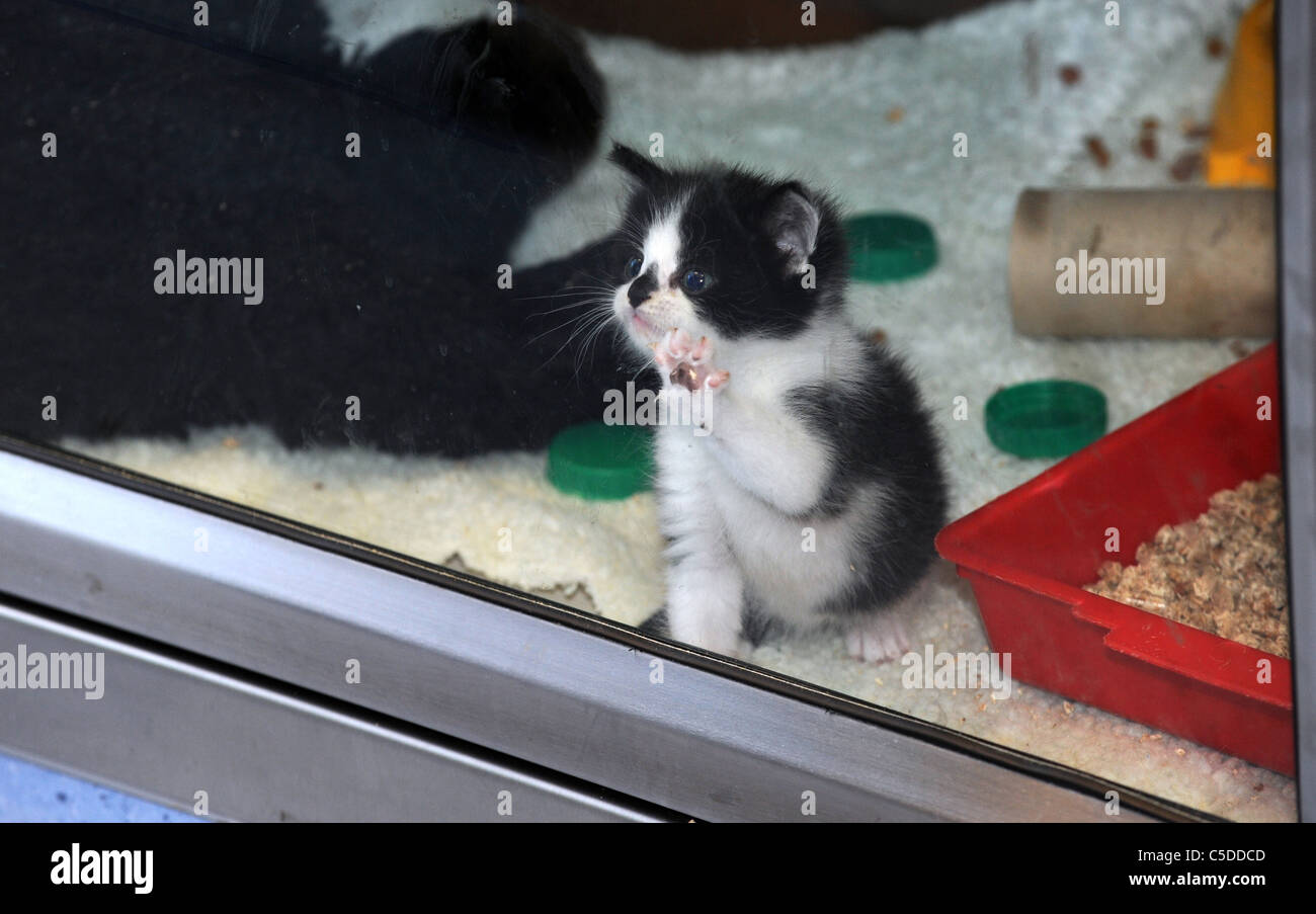 A tiny kitten taps on the glass to get attention inside the Cats Protection centre in Chelwood Gate Sussex Stock Photo