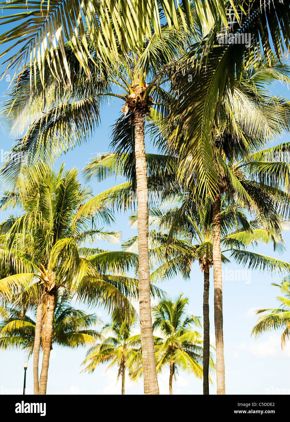 Palms trees on the beach during bright day Stock Photo - Alamy