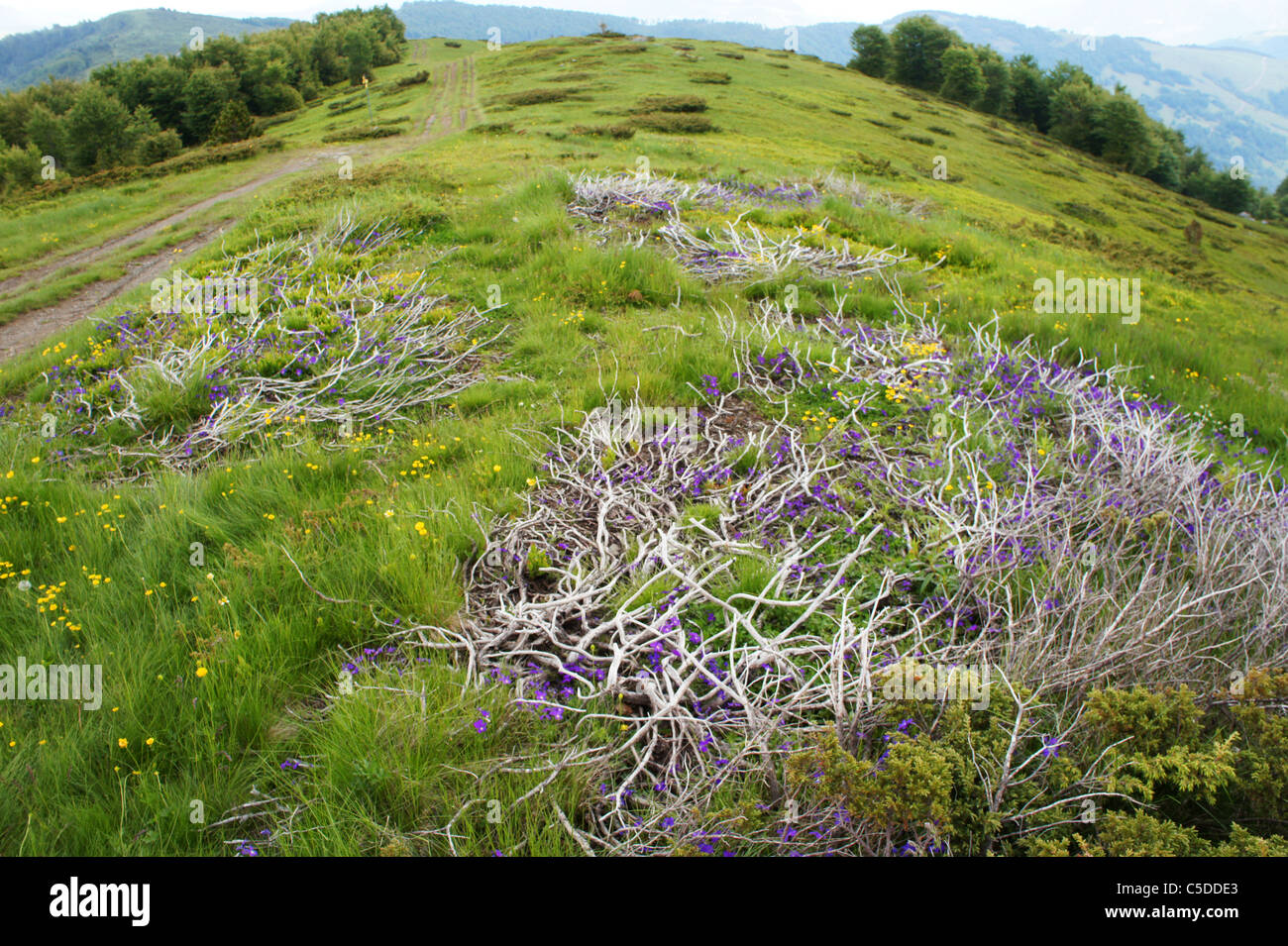Katum Stavna, Komovi Mountain Range, Springflowers, daisies, Montenegro Stock Photo
