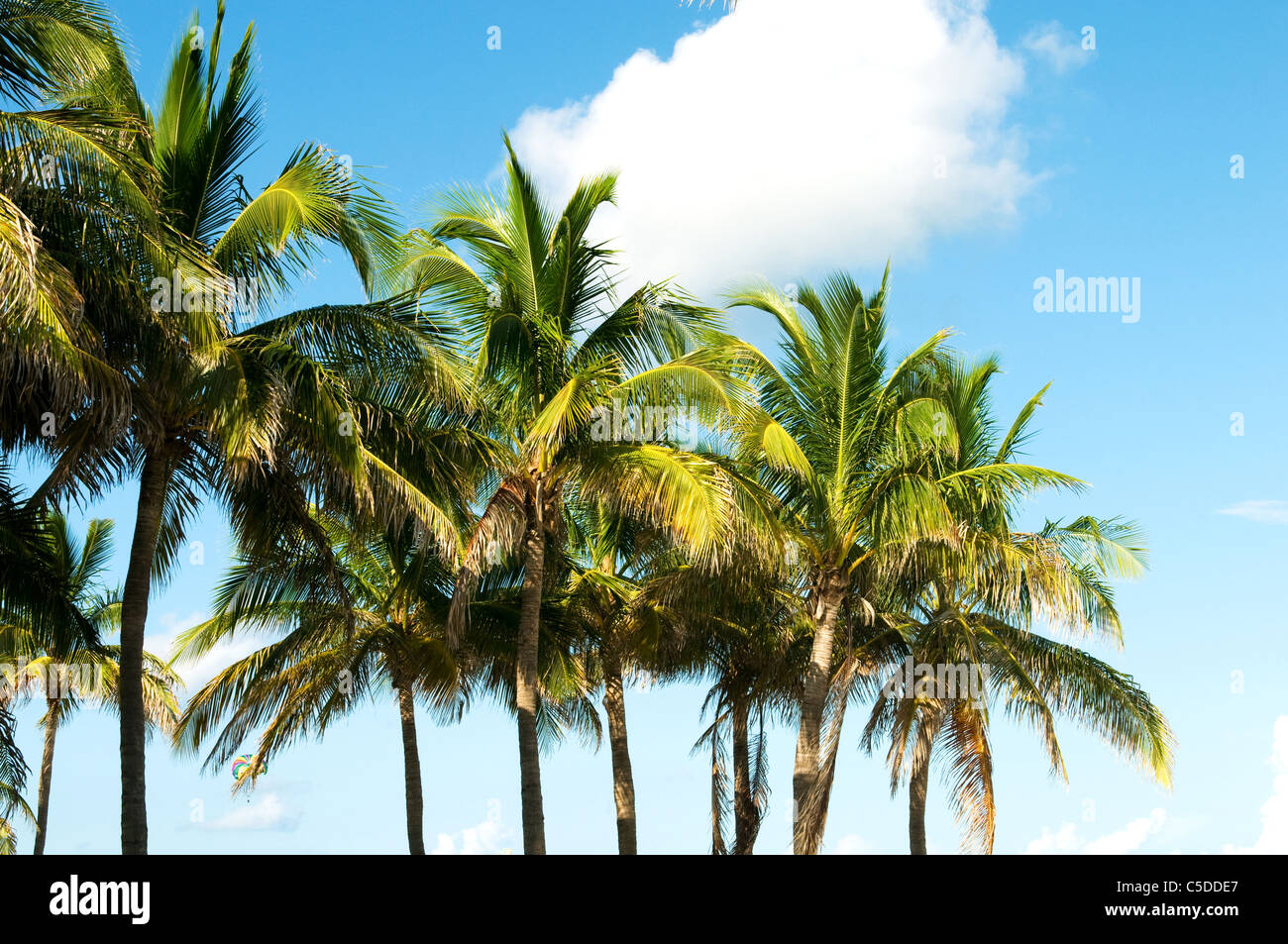 Palms trees on the beach during bright day Stock Photo - Alamy