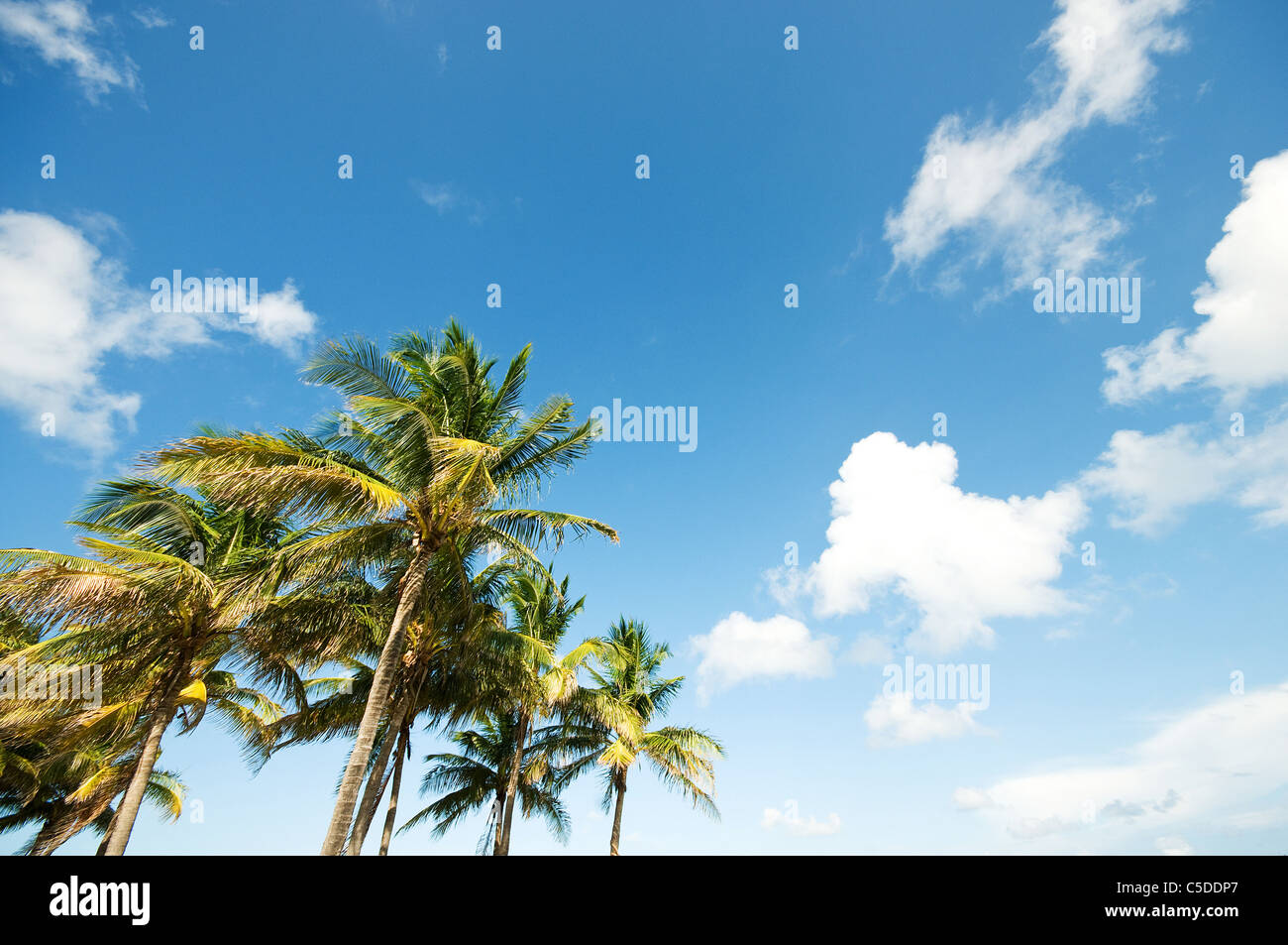 Palms trees on the beach during bright day Stock Photo - Alamy