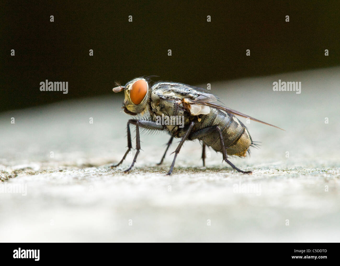 Common housefly (Musca domestica) closeup detail Stock Photo - Alamy