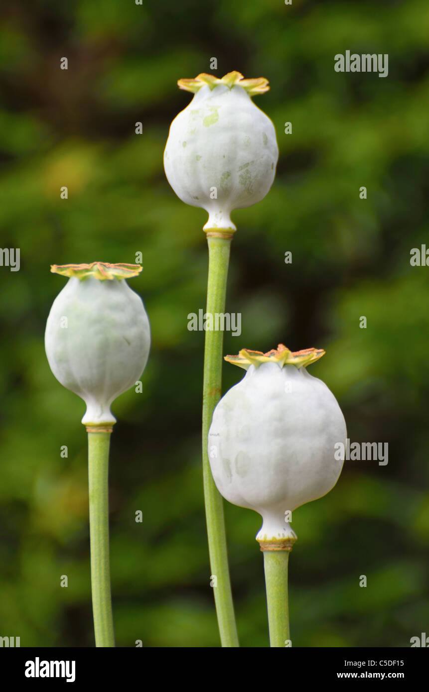 Poppy Seed Pods Stock Photo Alamy